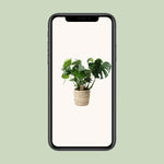 Load image into Gallery viewer, Monstera In Basket Palmleaf - Ø21cm - ↕60cm