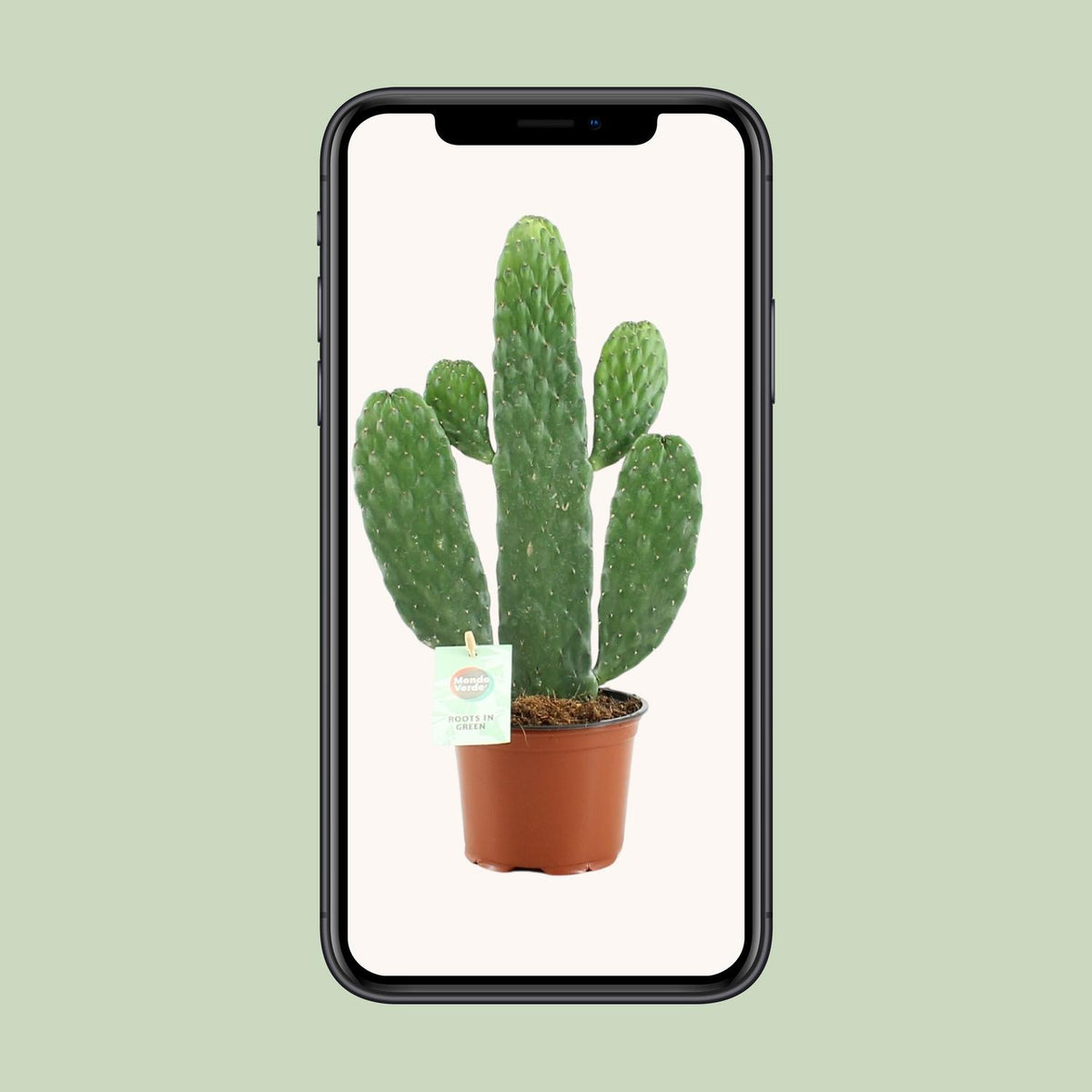 Opuntia rubescens consolea - Ø12cm - ↕35cm