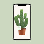 Load image into Gallery viewer, Opuntia rubescens consolea - Ø12cm - ↕35cm