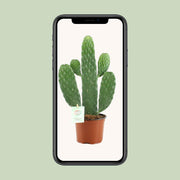 Opuntia rubescens consolea - Ø12cm - ↕35cm