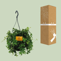 Parthenocissus inserta 'Striata' (Virginia Creeper) – Hanging Plant – Ø15cm - ↕25cm