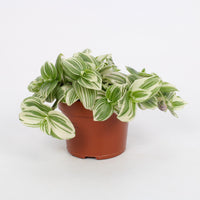 Tradescantia abliflora Giant 'White Beach' - Ø12cm - ↕17cm