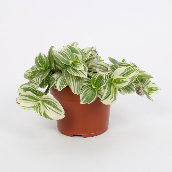Tradescantia albiflora Giant 'White Beach' - Ø12cm - ↕17cm