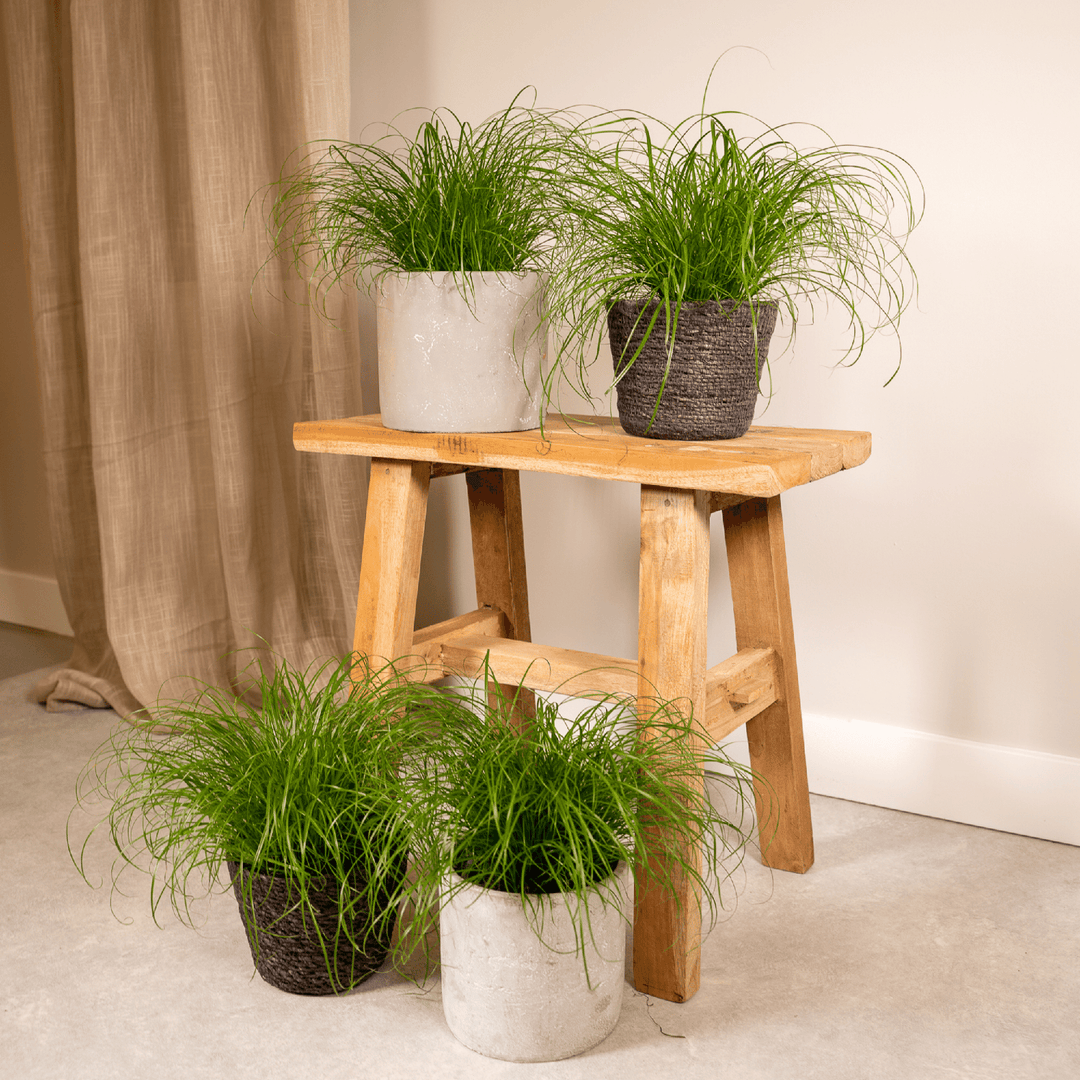 Cyperus alternifolius 'Zumula' (Cat Grass) - 4 plants - Ø12cm - ↕20cm