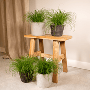 Cyperus alternifolius 'Zumula' (Cat Grass) - 4 plants - Ø12cm - ↕20cm