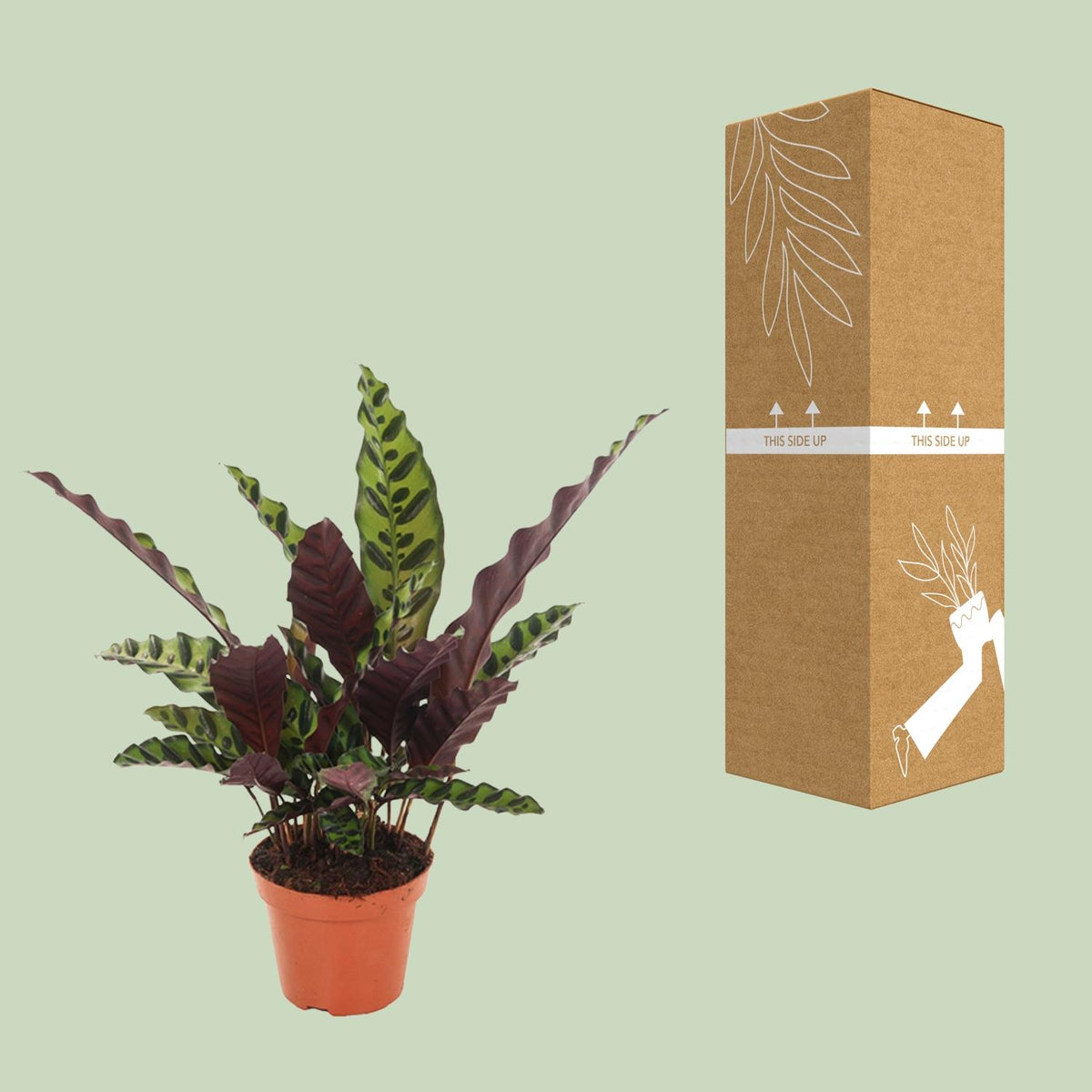 Calathea lancifolia 'Insignis' - Ø12cm - ↕50cm