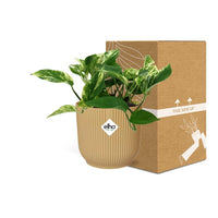 Epipremnum (Scindapsus) pinnatum 'Marble Queen' in ELHO Vibes Fold, Yellow, Ø14cm ↕15cm