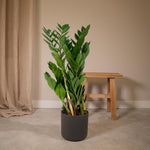 Load image into Gallery viewer, Zamioculcas zamiifolia - Ø17cm - ↕70cm