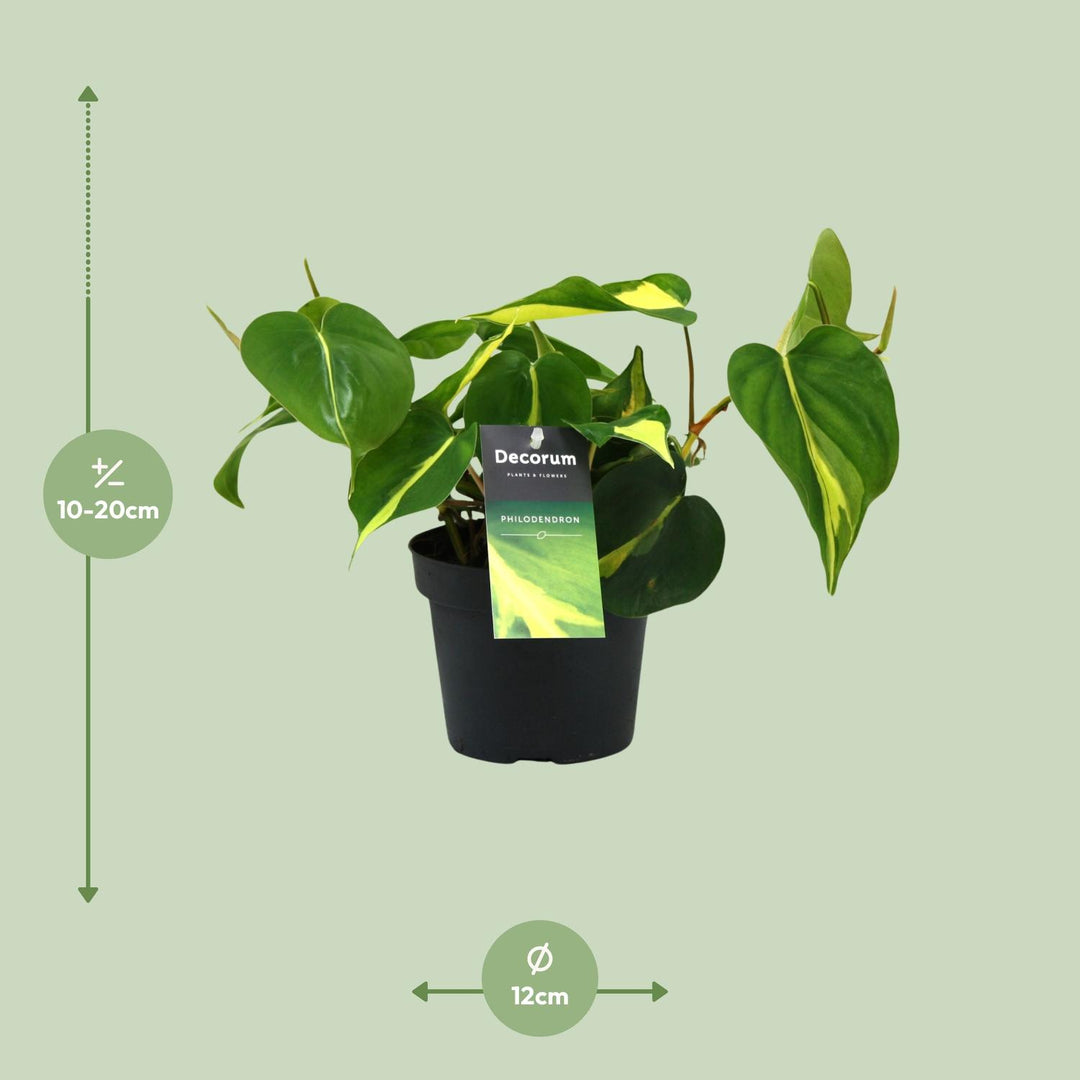 Philondendron scandens 'Brasil' - Ø12cm - ↕20cm