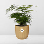 Load image into Gallery viewer, Asparagus setaceus ‘Plumosus’ in ELHO Vibes Fold Pot, Yellow, Ø14cm - ↕30cm