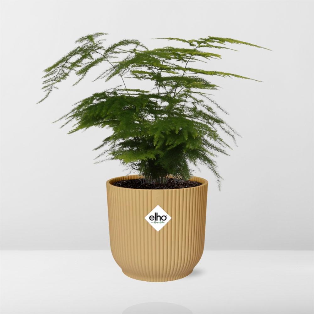 Asparagus setaceus ‘Plumosus’ in ELHO Vibes Fold Pot, Yellow, Ø14cm - ↕30cm