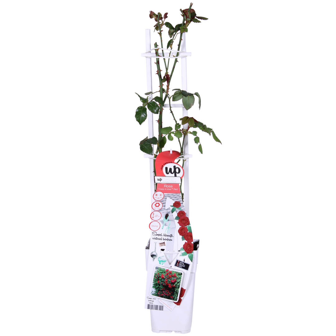 Rosa 'Crazy in love', Red - Ø15cm - ↕65cm