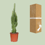 Load image into Gallery viewer, Euphorbia trigona - Ø17cm - ↕70cm