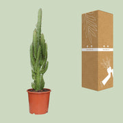 Euphorbia trigona - Ø17cm - ↕70cm