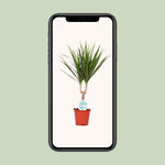 Load image into Gallery viewer, Dracaena Marginata - Ø14cm - ↕55cm
