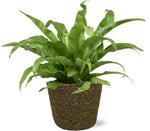 Load image into Gallery viewer, Asplenium antiquum - Ø17cm - ↕45cm + Selin Pot, Black, D18x16cm