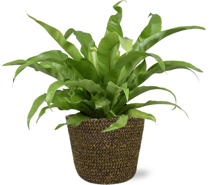 Asplenium antiquum - Ø17cm - ↕45cm + Selin Pot, Black, D18x16cm