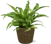 Asplenium antiquum - Ø17cm - ↕45cm + Selin Pot, Black, D18x16cm