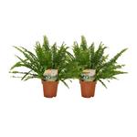 Load image into Gallery viewer, Nephrolepis exaltata 'Krulvaren' - 2 plants - ø12 - ↕30cm