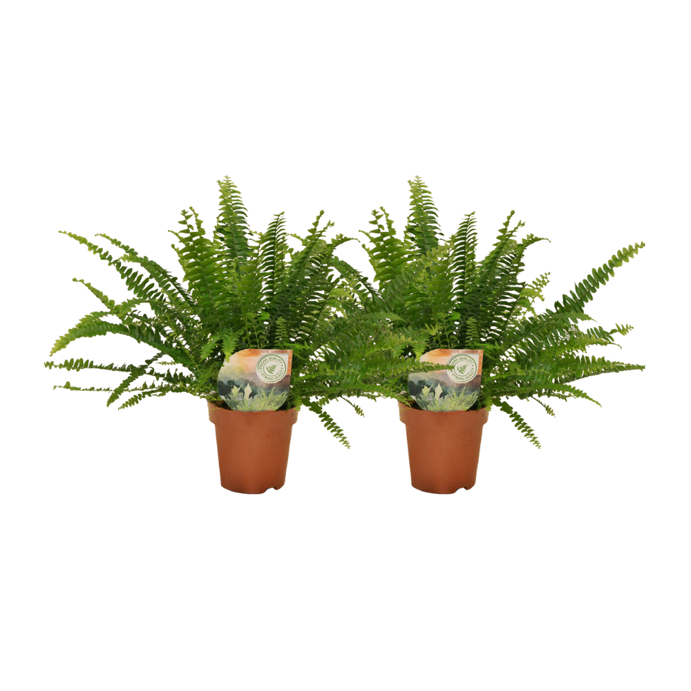 Nephrolepis exaltata 'Krulvaren' - 2 plants - ø12 - ↕30cm