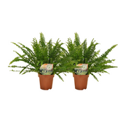 Nephrolepis exaltata 'Krulvaren' - 2 plants - ø12 - ↕30cm