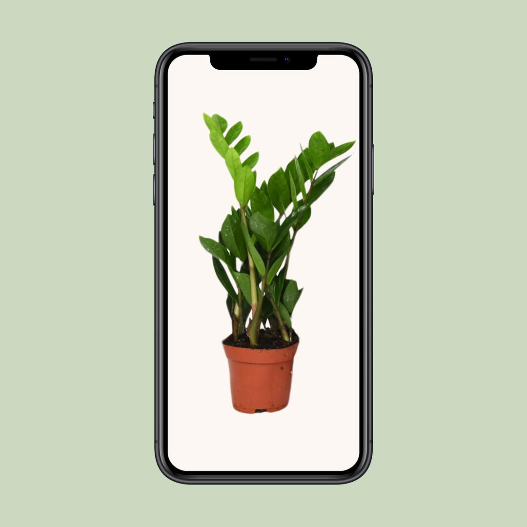Zamioculcas zamiifolia - Ø12cm - ↕40cm