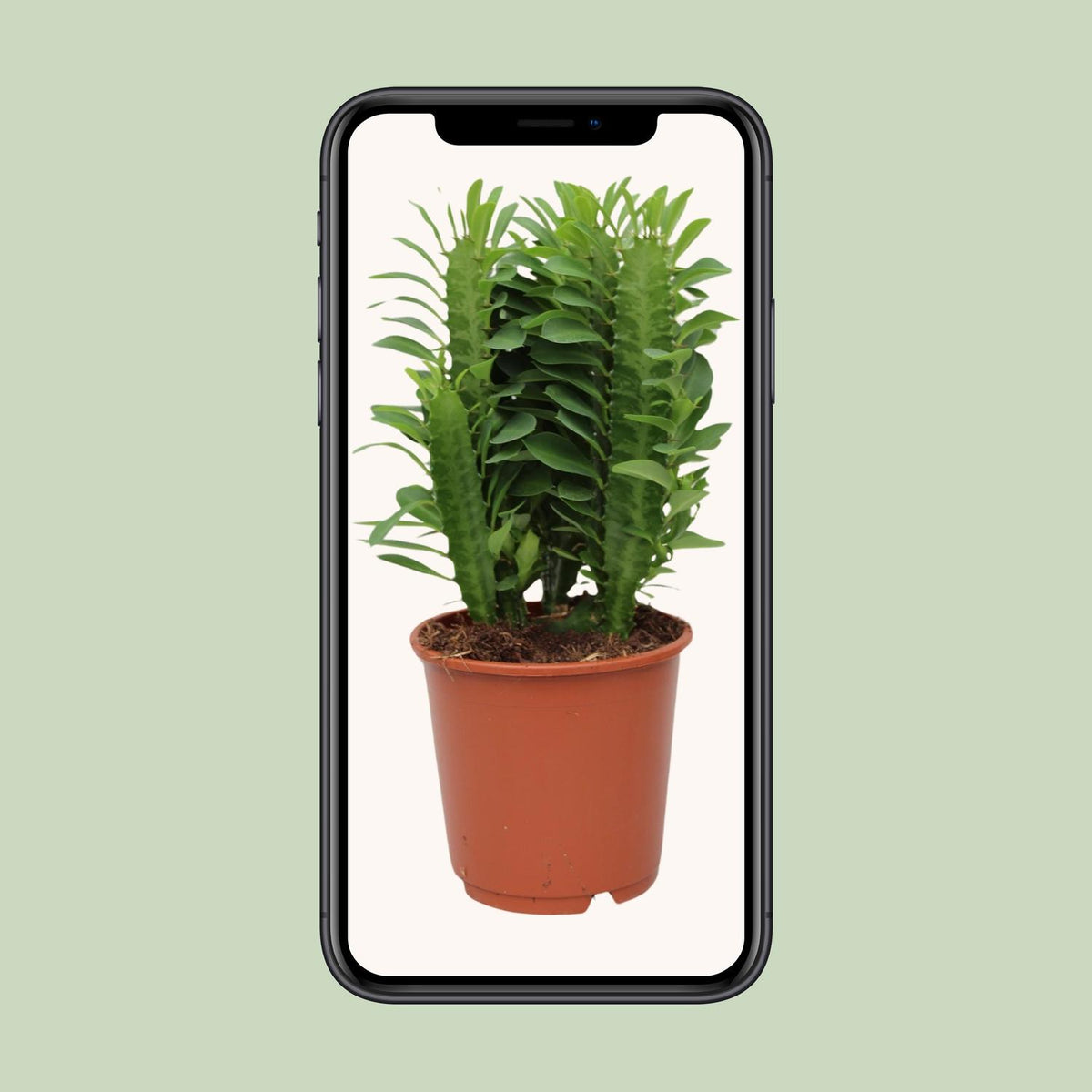 Euphorbia trigona - Ø12cm - ↕40cm