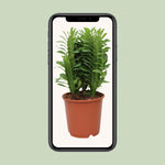 Carica l'immagine nel visualizzatore Galleria, Euphorbia trigona - Ø12cm - ↕40cm