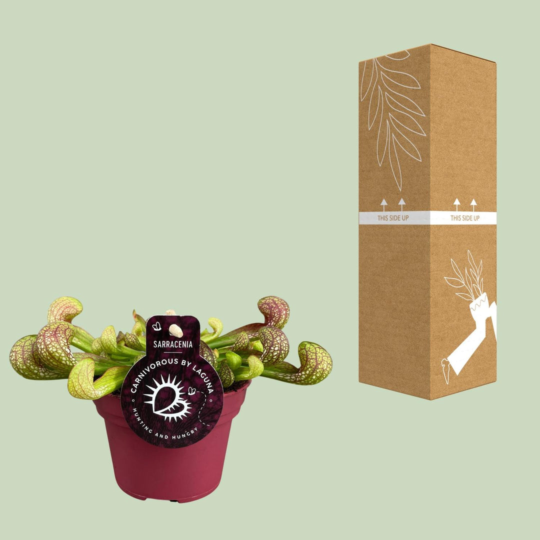 Sarracenia psittacina - Ø12cm - ↕15cm