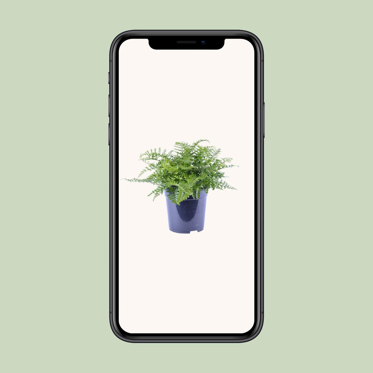 Asplenium parvati - Ø21cm - ↕40cm