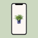 Load image into Gallery viewer, Asplenium parvati - Ø21cm - ↕40cm