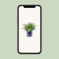 Asplenium parvati - Ø21cm - ↕40cm