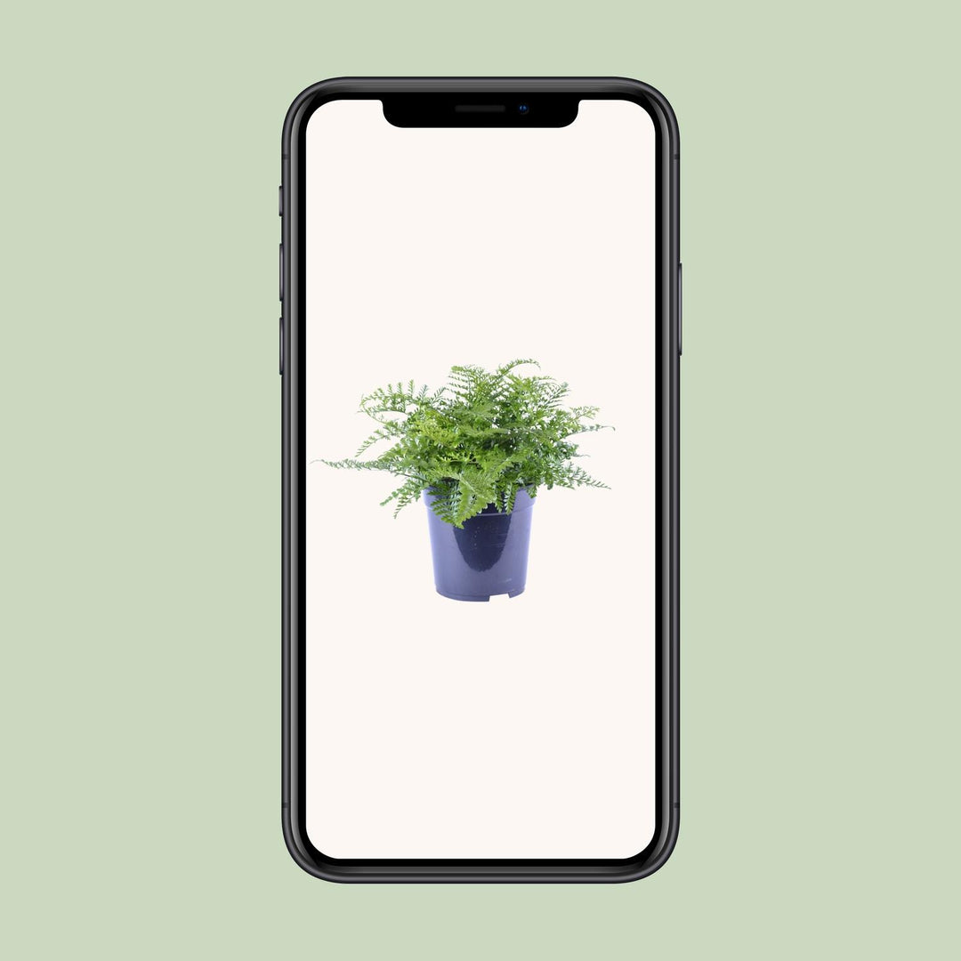 Asplenium parvati - Ø21cm - ↕40cm