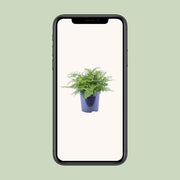 Asplenium parvati - Ø21cm - ↕40cm