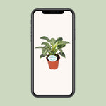 Load image into Gallery viewer, Philodendron erubescens &#39;Birkin&#39; - Ø14cm - ↕25cm
