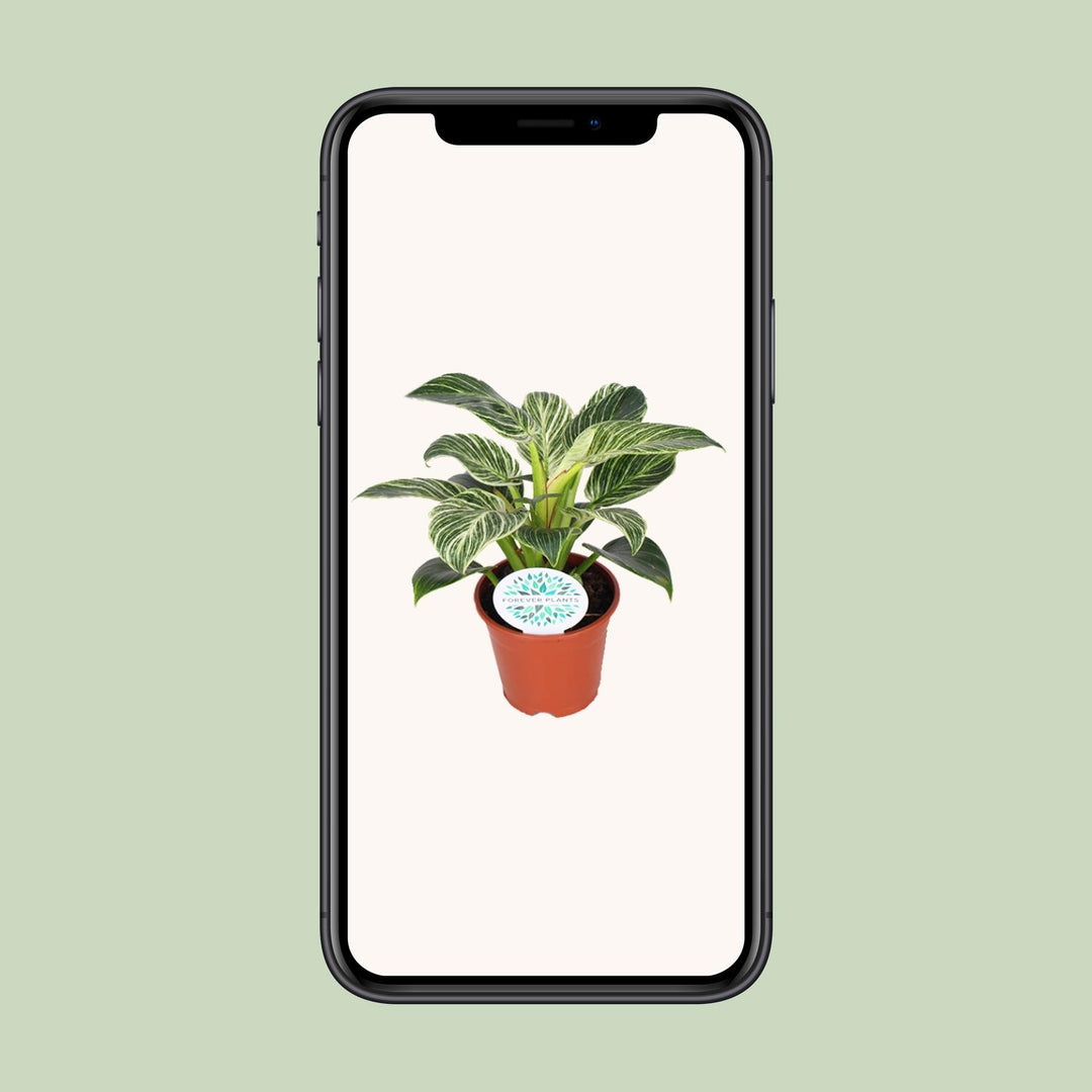 Philodendron erubescens 'Birkin' - Ø14cm - ↕25cm