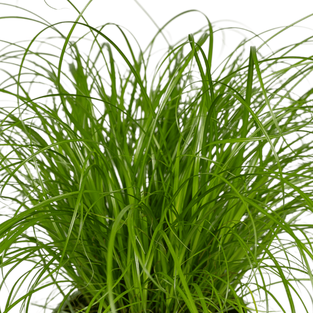 Cyperus alternifolius 'Zumula' (Cat Grass) - 4 plants - Ø12cm - ↕20cm