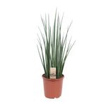 Load image into Gallery viewer, Sansevieria bacularis &#39;Mikado&#39; - Ø19cm - ↕70cm
