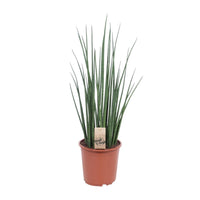 Sansevieria bacularis 'Mikado' - Ø19cm - ↕70cm
