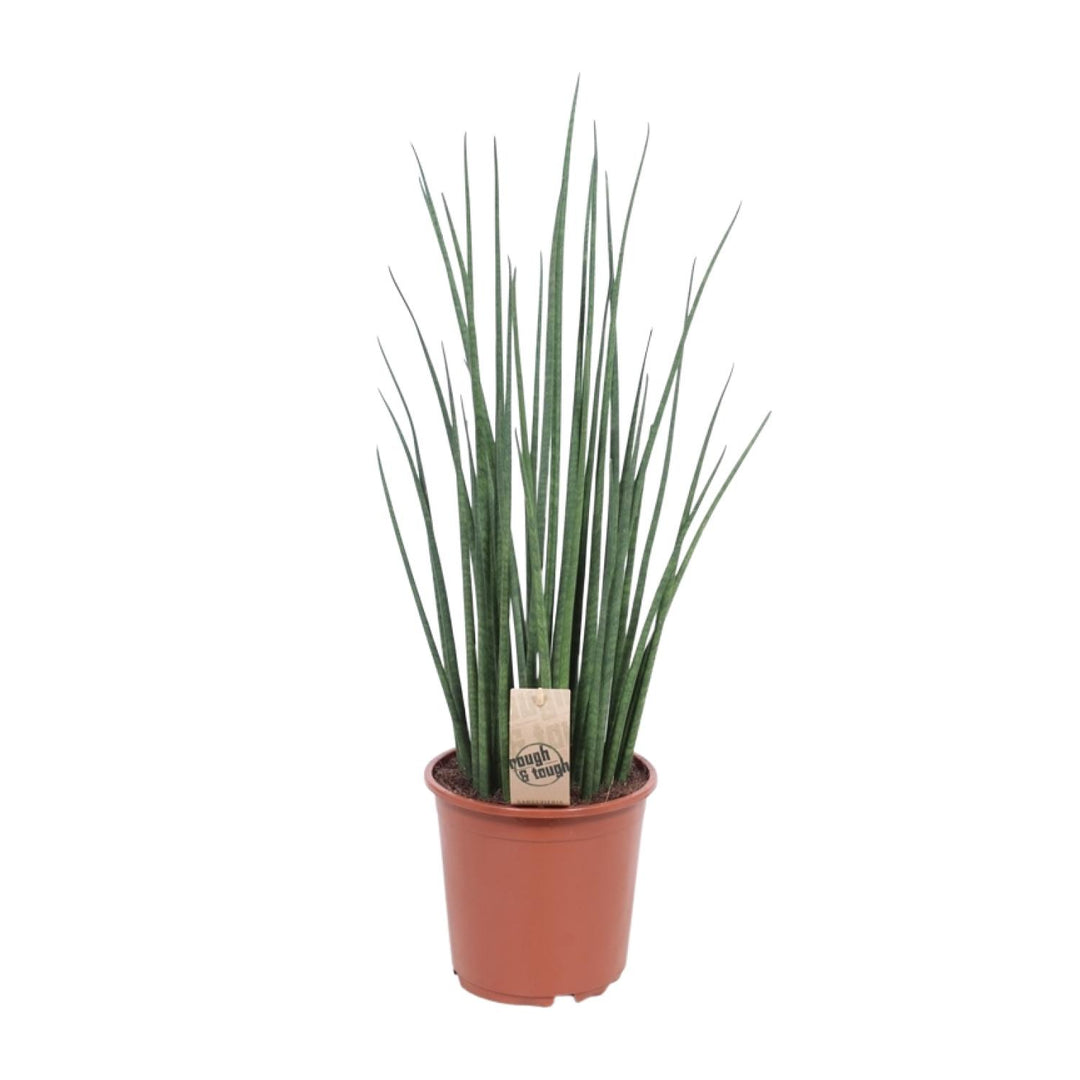 Sansevieria bacularis 'Mikado' - Ø19cm - ↕70cm