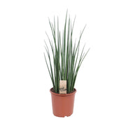 Sansevieria bacularis 'Mikado' - Ø19cm - ↕70cm