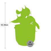 Philodendron scandens ‘Brasil’ in ELHO Vibes Fold, Pink, Ø14cm ↕15cm