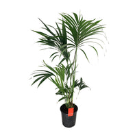 Howea Forsteriana (Kentia) - Ø24cm - ↕130cm