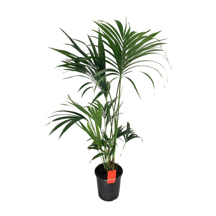 Howea Forsteriana (Kentia) - Ø24cm - ↕130cm
