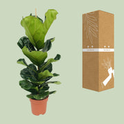 Ficus lyrata - Ø21cm - ↕100cm