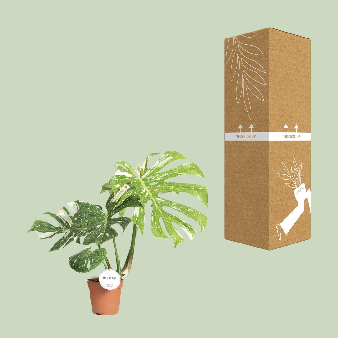 Monstera deliciosa 'Thai Constellation' - Ø15cm - ↕40-50cm