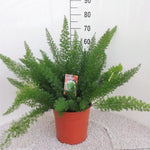 Load image into Gallery viewer, Asparagus densiflorus 'Meyers' - Ø27cm - ↕60cm