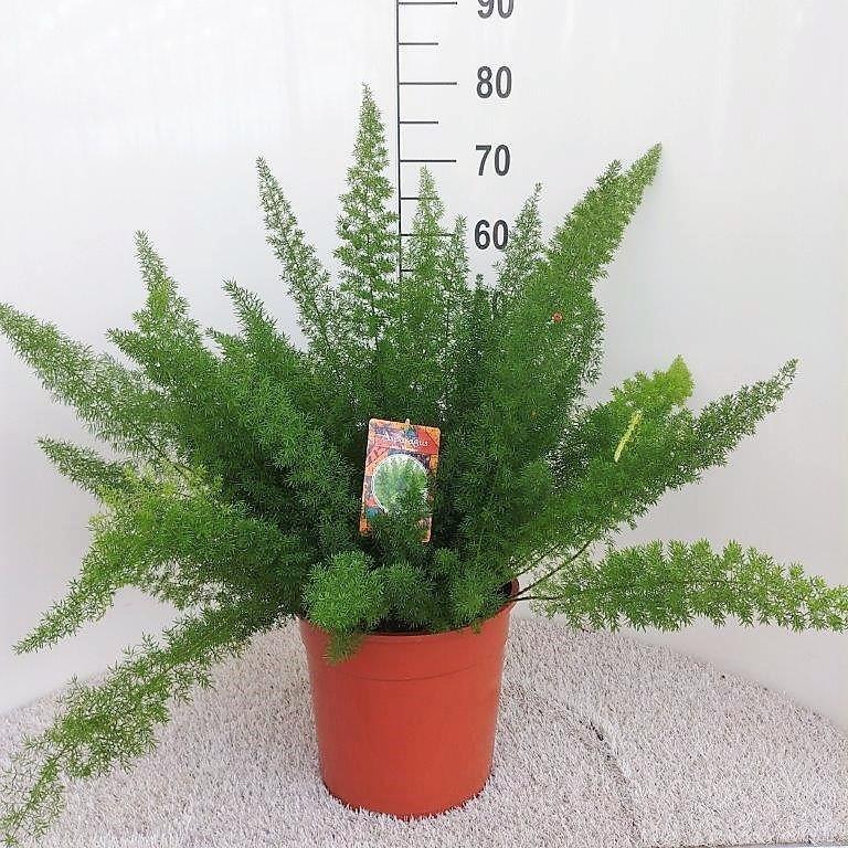 Asparagus densiflorus 'Meyers' - Ø27cm - ↕60cm