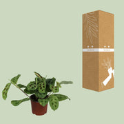 Maranta leuconeura 'Fascinator Variegata' - Ø12cm - ↕30cm