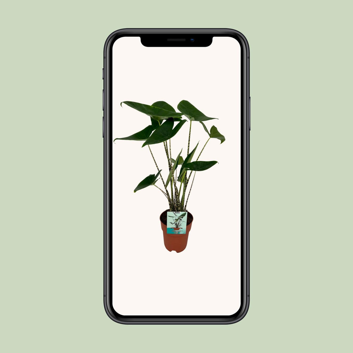 Alocasia zebrina - Ø19cm - ↕75cm